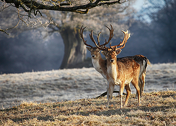 Fallow Capreolus Club 350