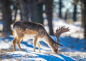 Snow Fallow Hunt