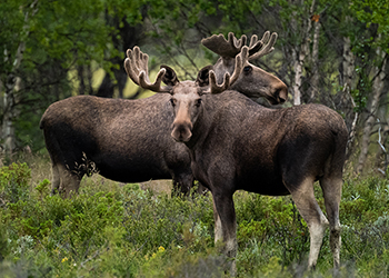 Elk Norway Capreolus
