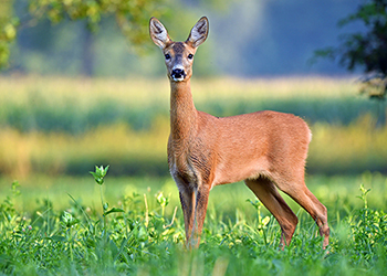 Roebuck Capreolus Club 350