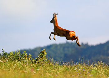 Spring Roebuck 2