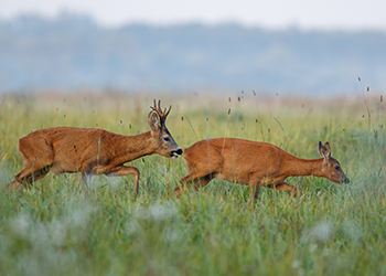 Roebuck Capreolus Club Event
