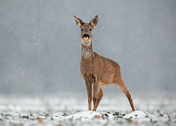 roe deer hunting