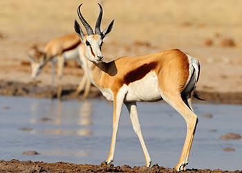 springbok 1