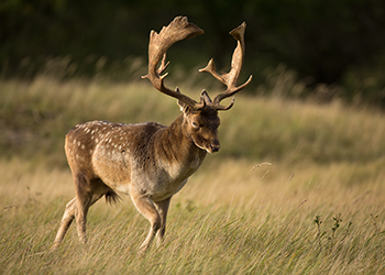Female Fallow