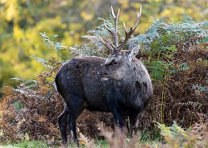 Sika_Deer_2024_12